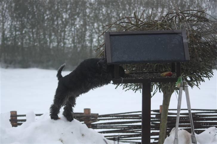 Dvaergschnauzer Snavs - Har du fået lov til det der hunni? :D - Snavs kigger i fuglehuset, om der sker noget spændende xD billede 19