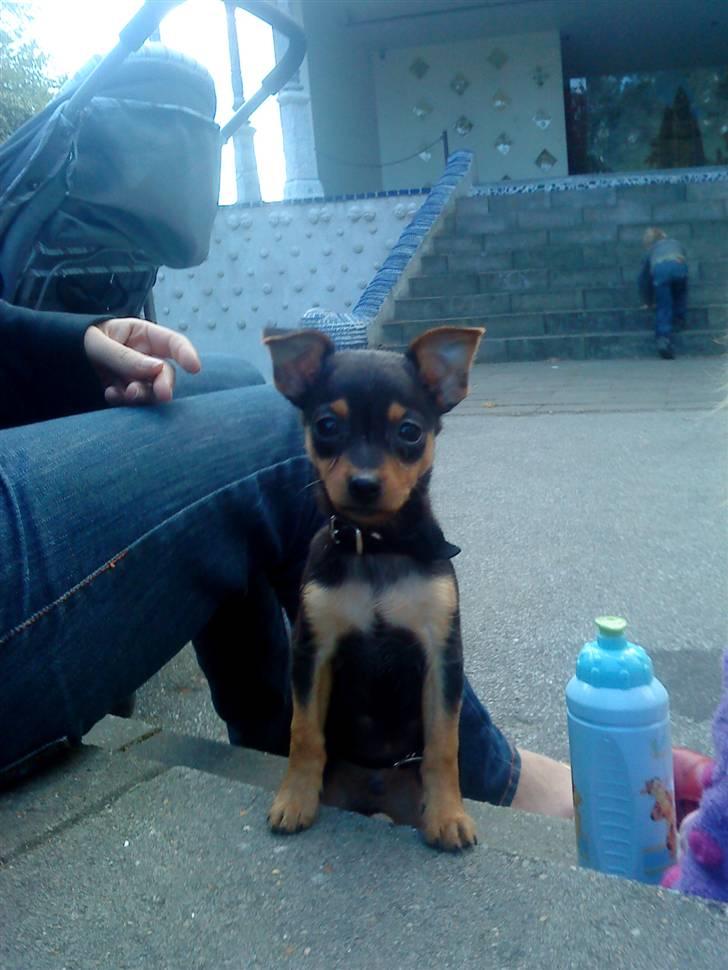 Blanding af racer CharlieSheen *Badboy* ( Himmelhund :'( ) - Charlie da han var 10 uger :) en dejlig frækkert . billede 3