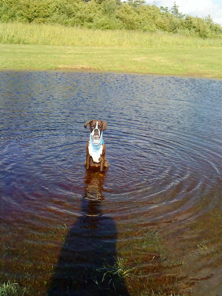 Boxer Aslan - vandhund billede 12