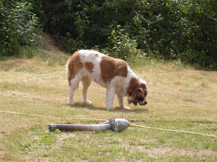 Sankt bernhardshund Smillia billede 1