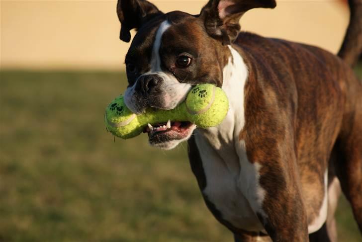 Boxer Aslan - tror stadig jeg er en lille hund elsker og hygge billede 14