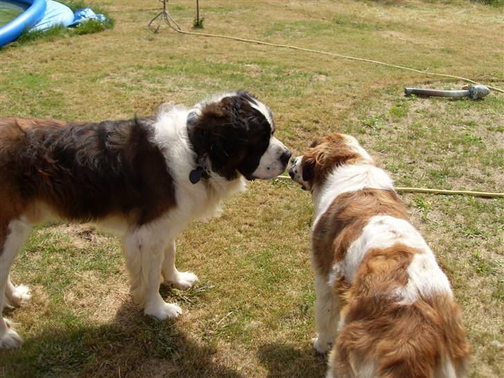 Sankt bernhardshund Smillia billede 2