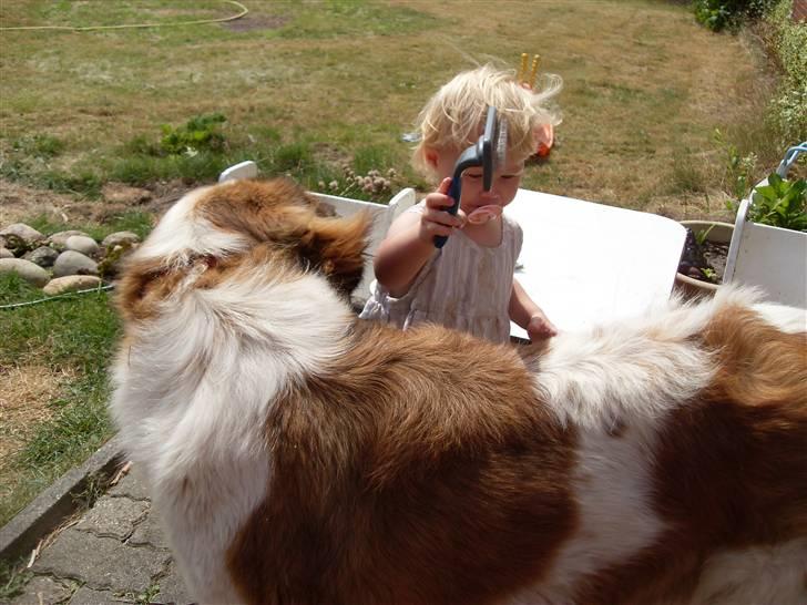 Sankt bernhardshund Smillia billede 3