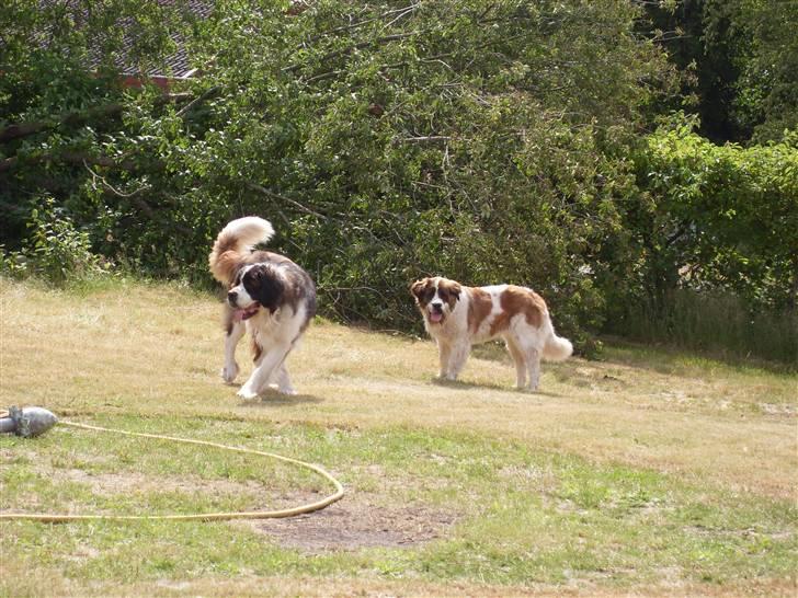 Sankt bernhardshund Smillia billede 4