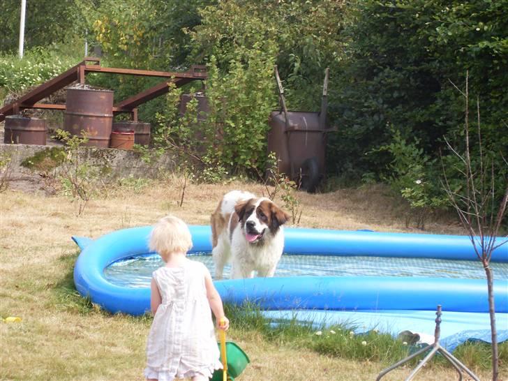 Sankt bernhardshund Smillia billede 5