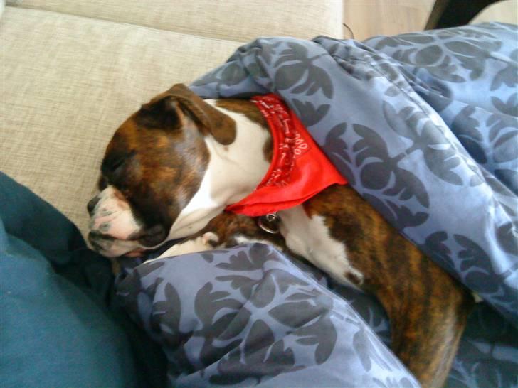 Boxer Aslan - mmm. dyne for mig selv ahh billede 15