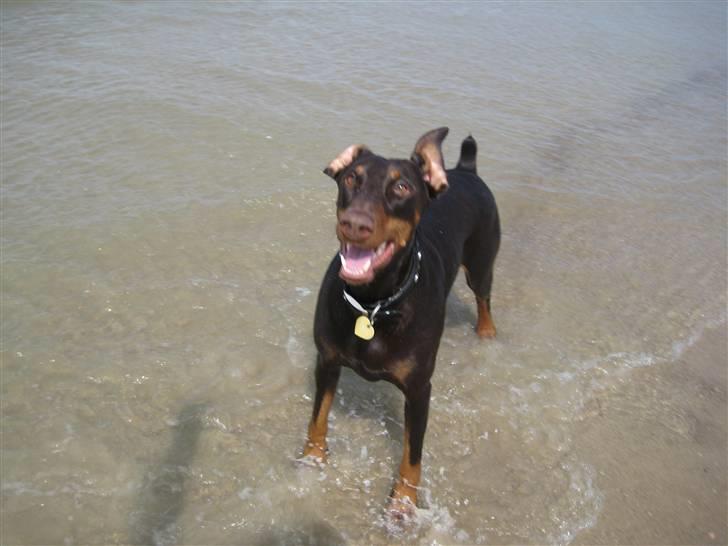 Dobermann Freja ***rip**** billede 16