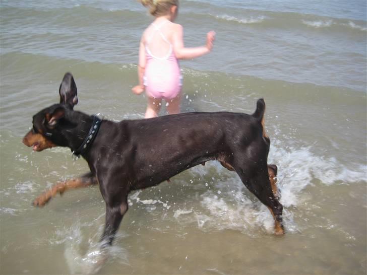Dobermann Freja ***rip**** billede 17