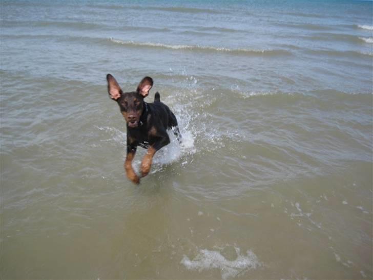 Dobermann Freja ***rip**** billede 18