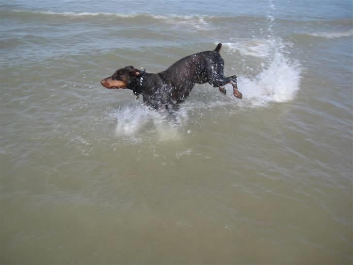 Dobermann Freja ***rip**** billede 19