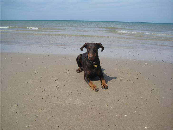 Dobermann Freja ***rip**** billede 20