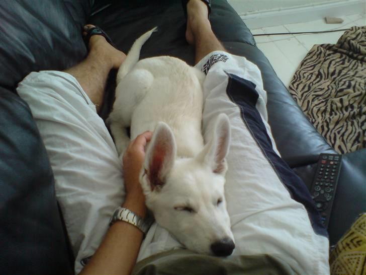 Hvid schæfer Lexi billede 7