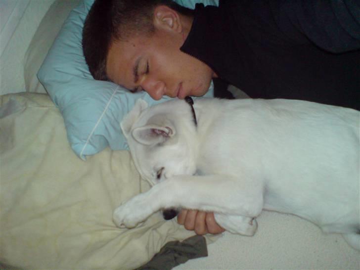 Hvid schæfer Lexi billede 8