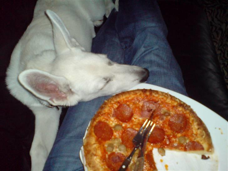 Hvid schæfer Lexi billede 9