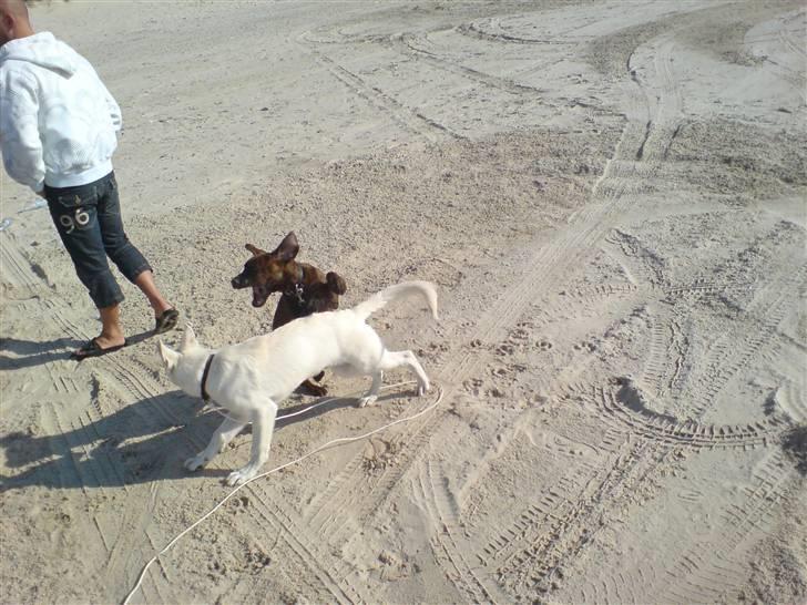 Hvid schæfer Lexi billede 11