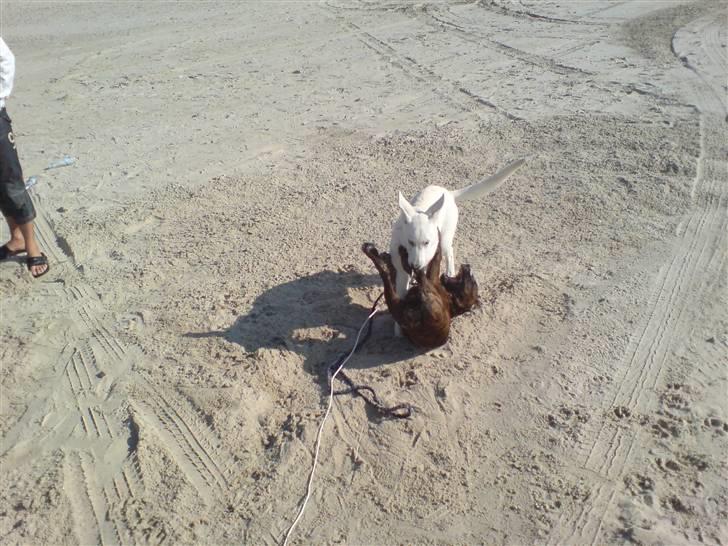 Hvid schæfer Lexi billede 12