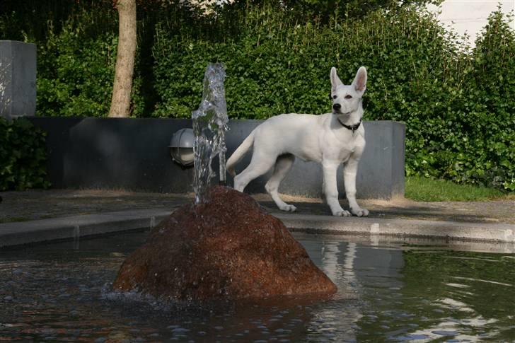 Hvid schæfer Lexi billede 13