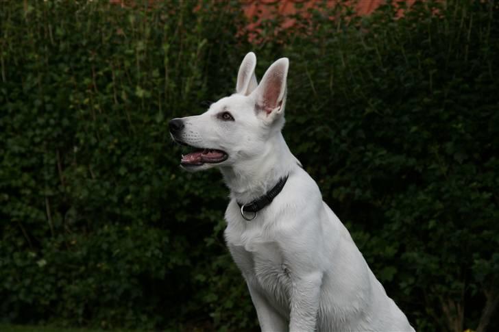 Hvid schæfer Lexi billede 14