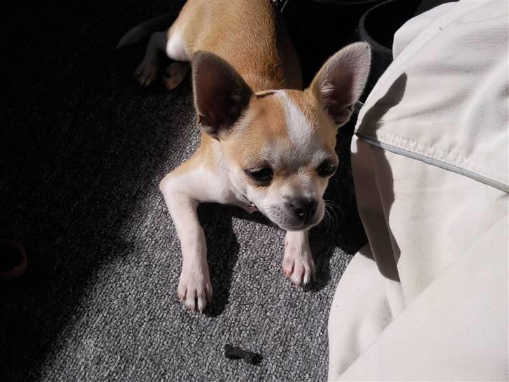 Chihuahua Buller billede 1