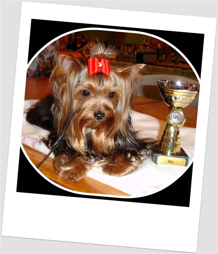 Yorkshire terrier Baltazar's Fie - 1.pr. + SL - Udstilling i Brørup 27.6.2009 billede 6