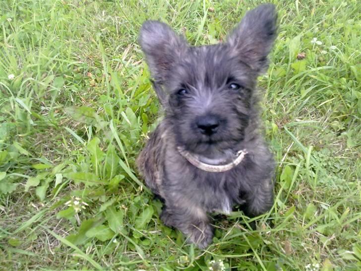 Cairn terrier Maya billede 1