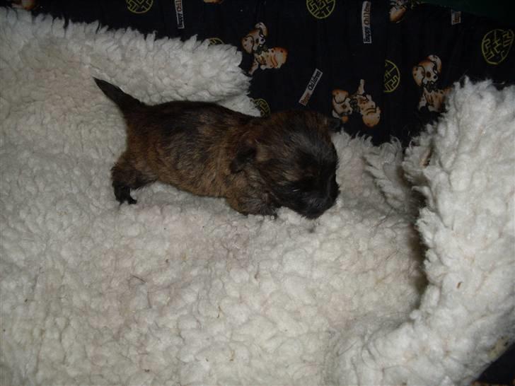 Cairn terrier Maya billede 5