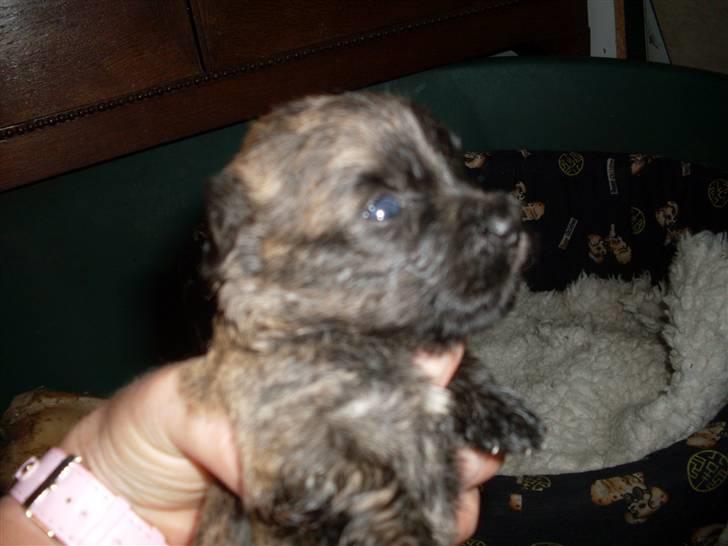 Cairn terrier Maya billede 6