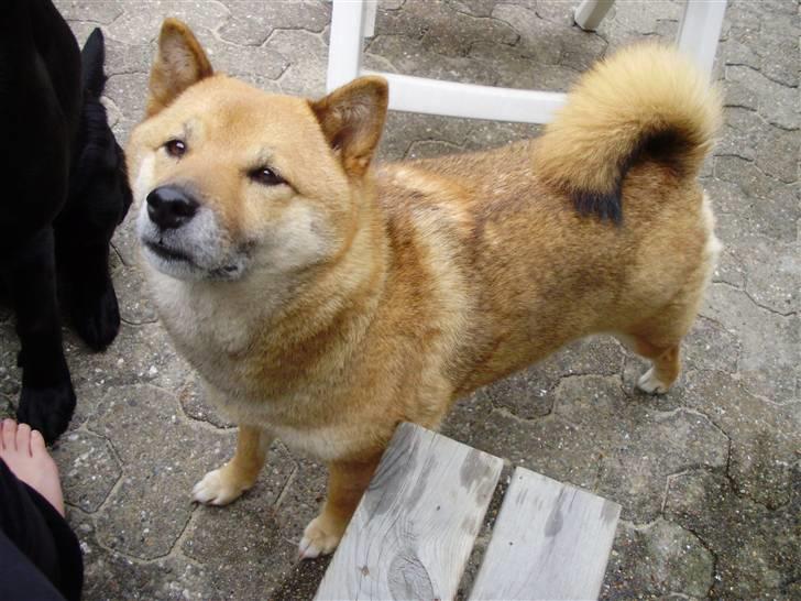 Shiba Aiyo  [Himmelhund] billede 1