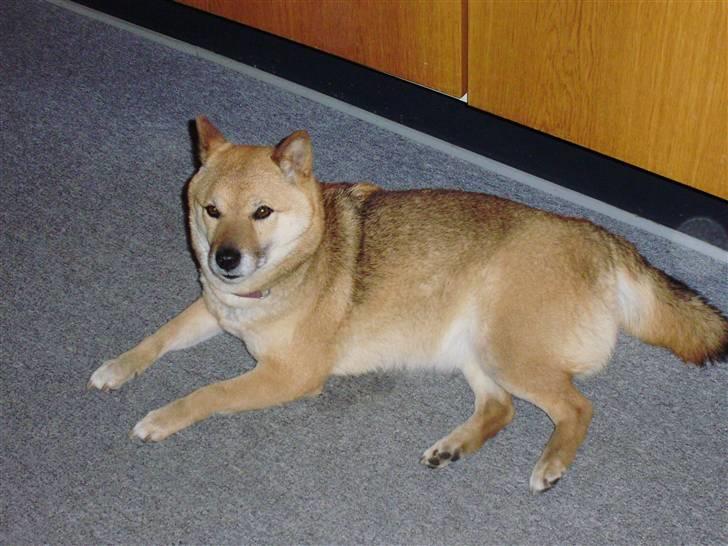 Shiba Aiyo  [Himmelhund] billede 2