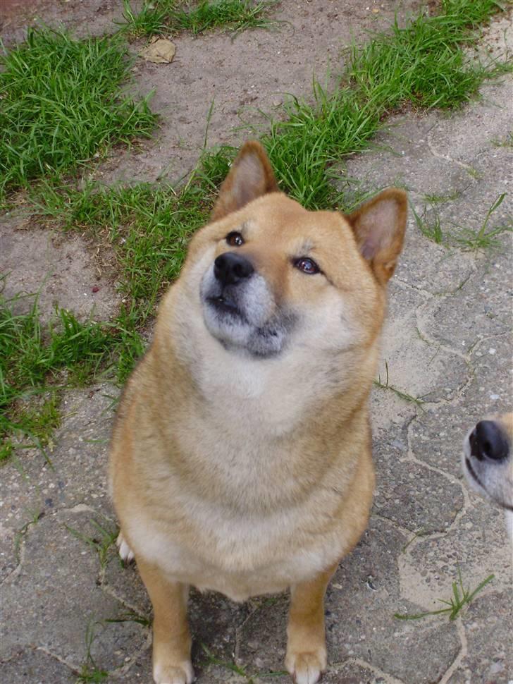 Shiba Aiyo  [Himmelhund] billede 3