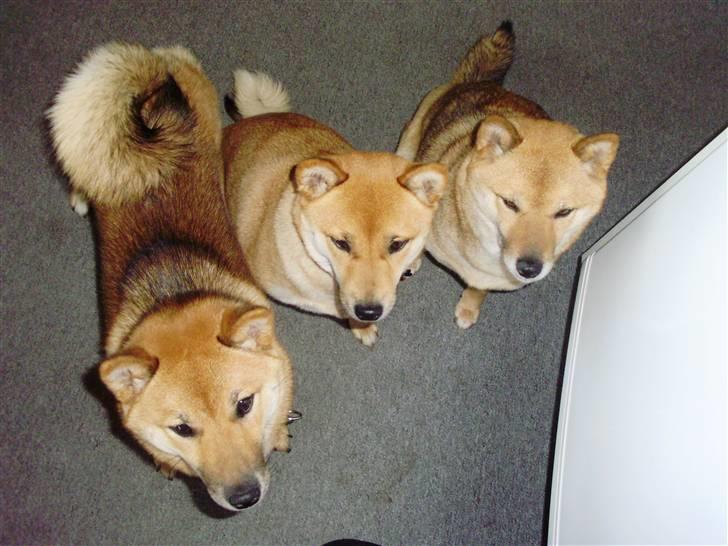 Shiba Aiyo  [Himmelhund] - Saiko, kaiba (min søsters hunde) Og Aiyo der kigger på en spiser , Shiba´er tigger jo Ikke ;) billede 4
