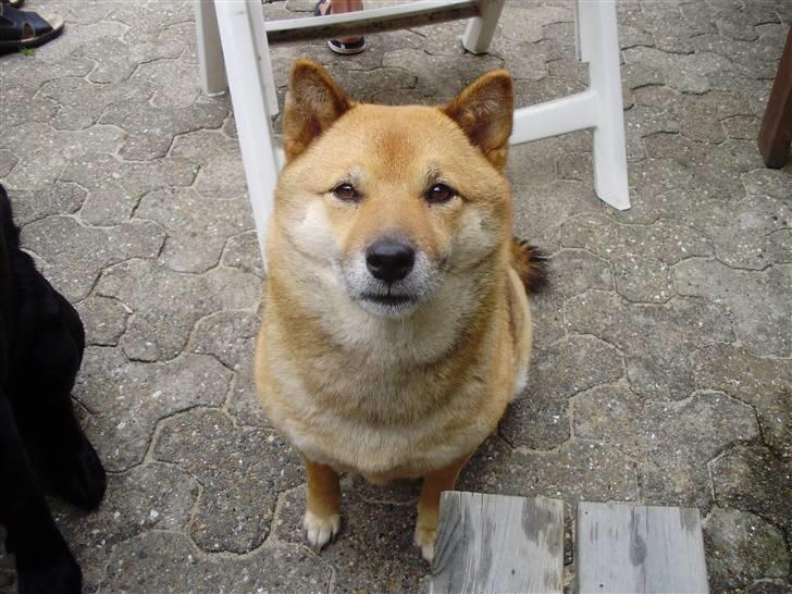 Shiba Aiyo  [Himmelhund] billede 5