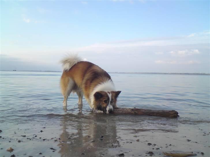 Islandsk fårehund Jack billede 18