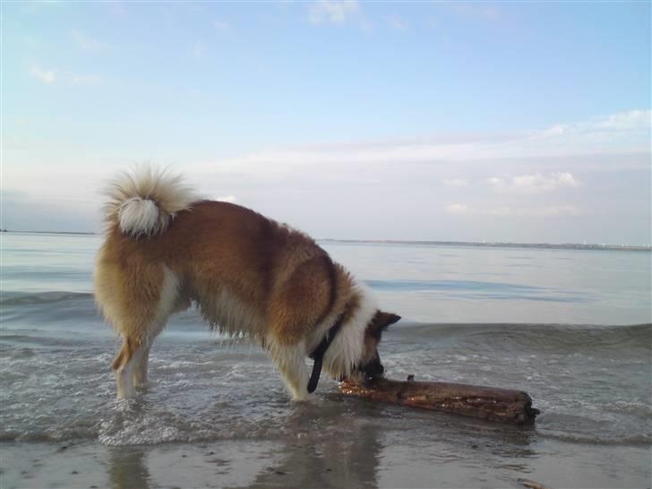 Islandsk fårehund Jack billede 19