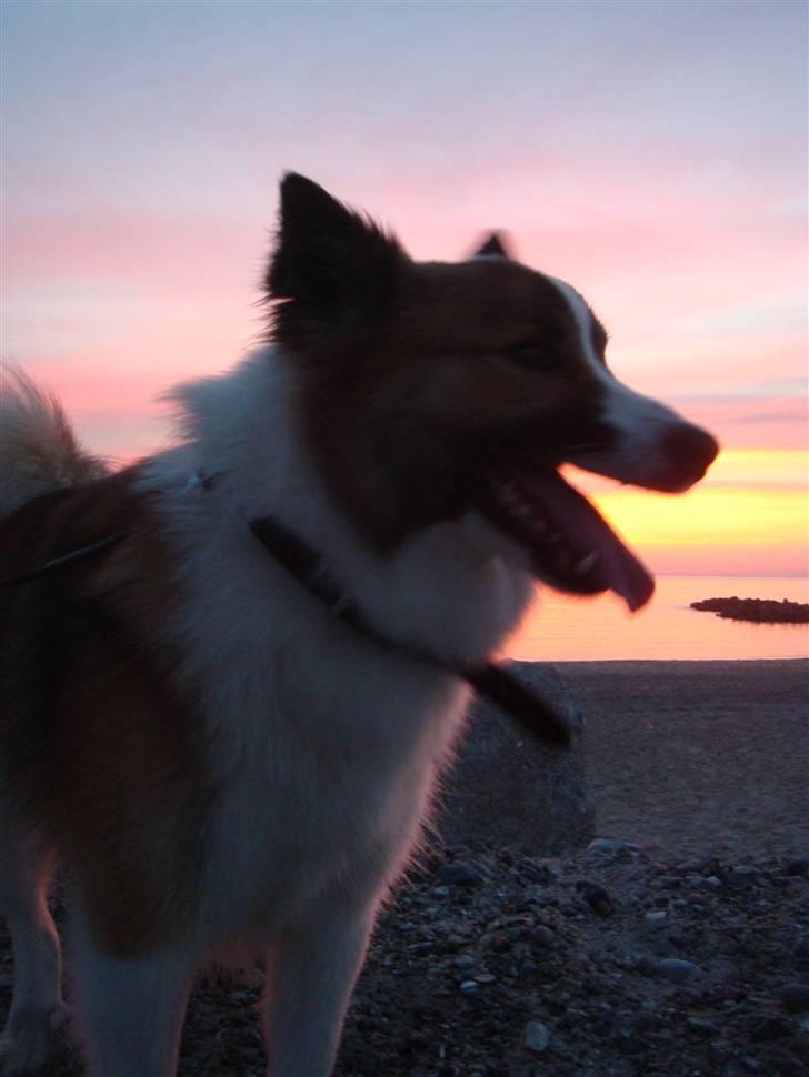 Islandsk fårehund Jack billede 20