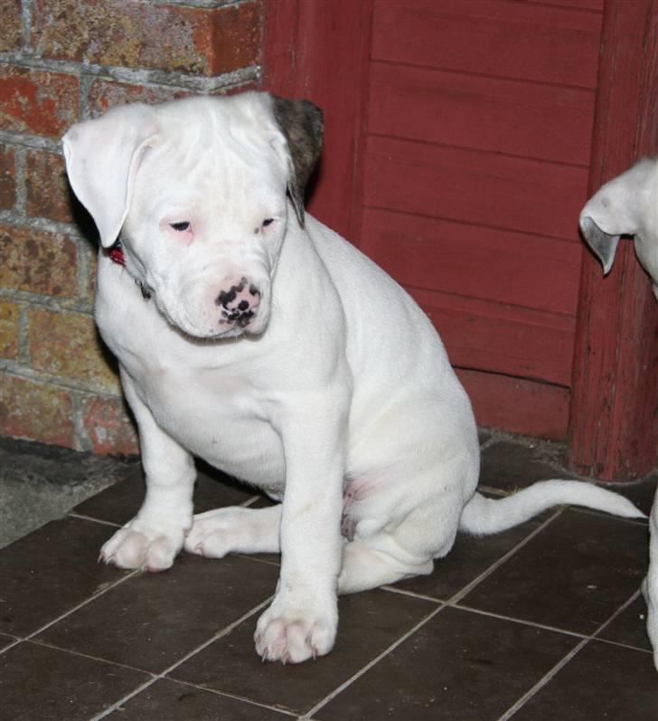 Amerikansk bulldog BAB´s kia *SOLGT* DØD * billede 2