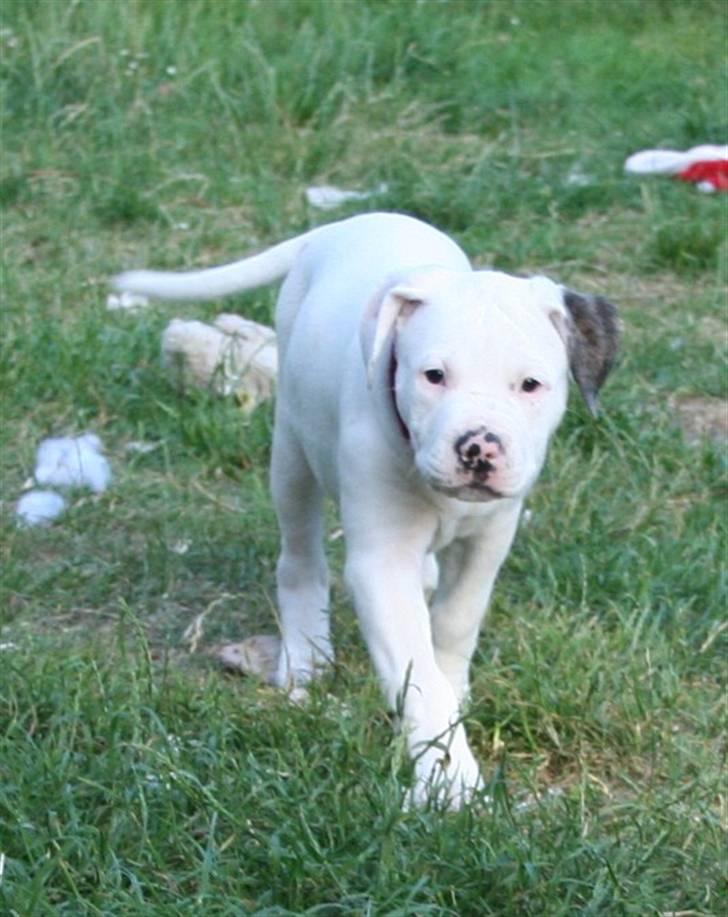 Amerikansk bulldog BAB´s kia *SOLGT* DØD * billede 3