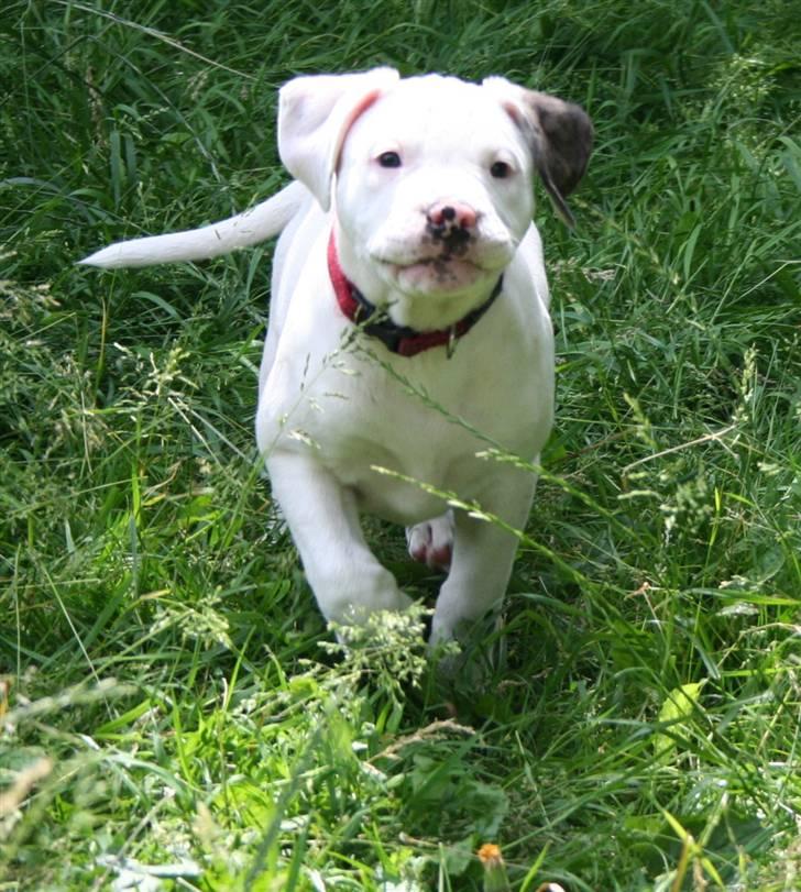 Amerikansk bulldog BAB´s kia *SOLGT* DØD * billede 4