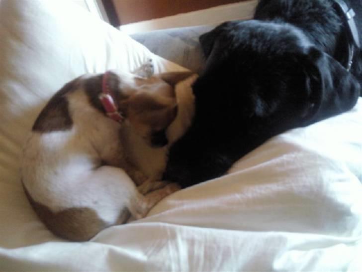 Chihuahua Bella - Skal vi lege? billede 10