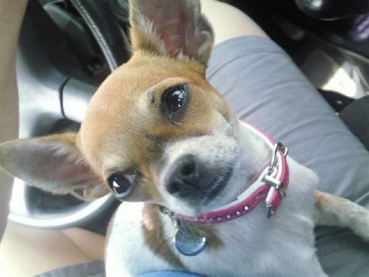 Chihuahua Bella - Hej <3 billede 11