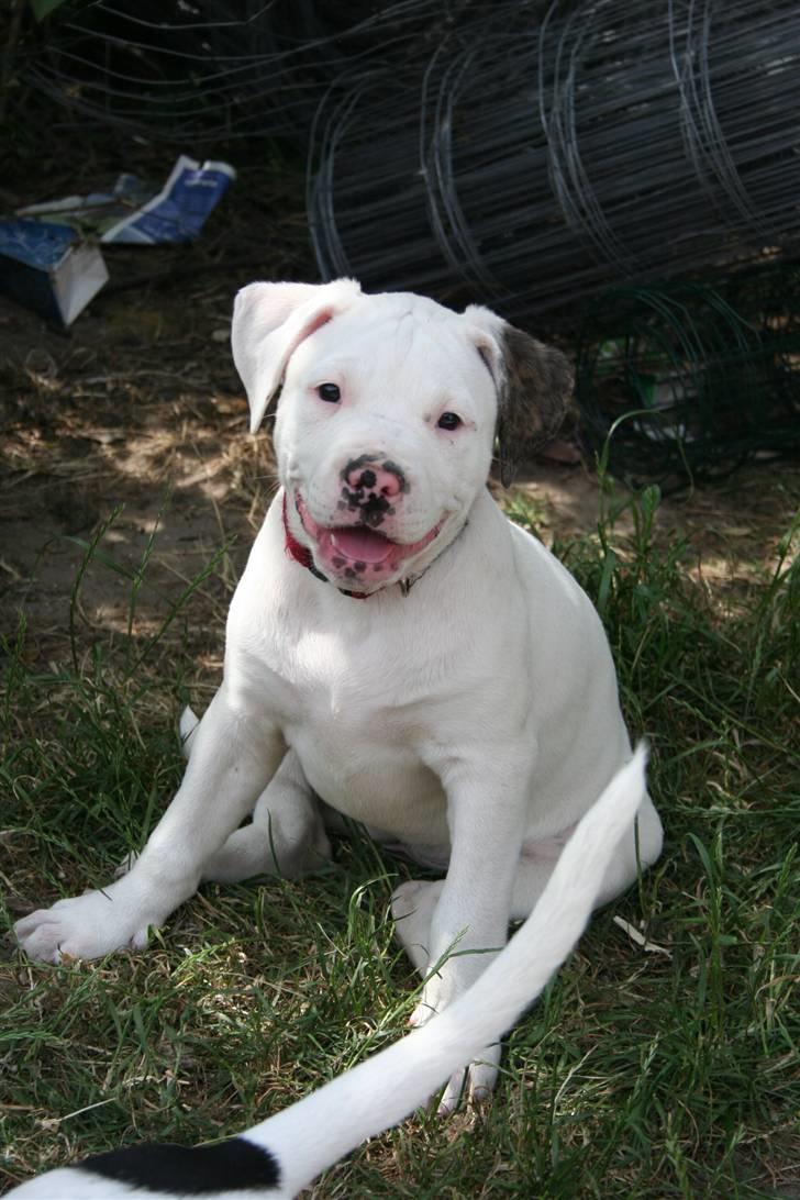 Amerikansk bulldog BAB´s kia *SOLGT* DØD * billede 7