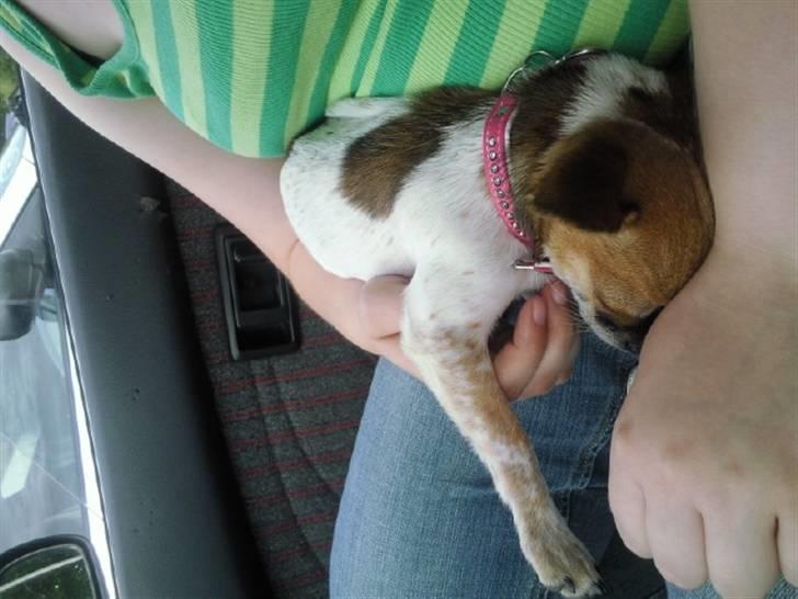 Chihuahua Bella - Hårdt at være lille, godt med en lille lur af og til. billede 12