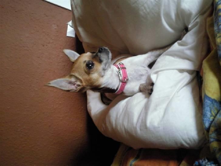 Chihuahua Bella billede 13