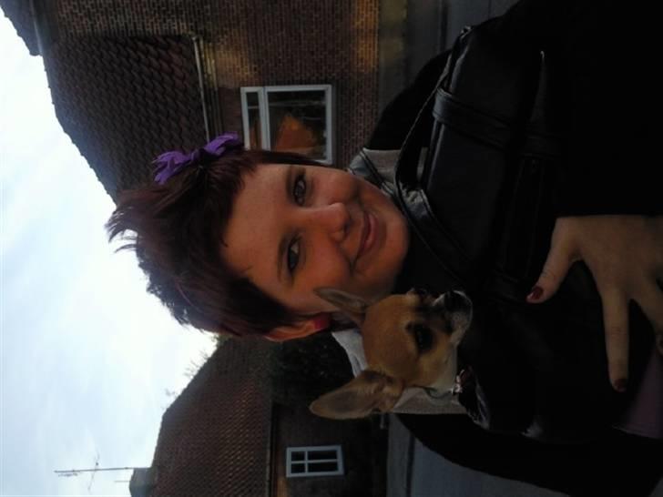 Chihuahua Bella - Mig og min yngste " Moster " billede 14