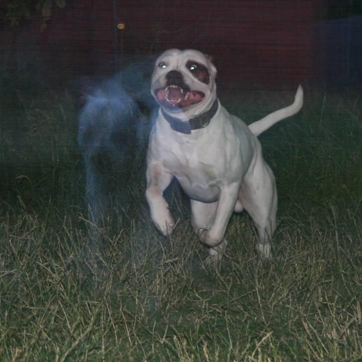 Amerikansk bulldog BAB´s Barny billede 1