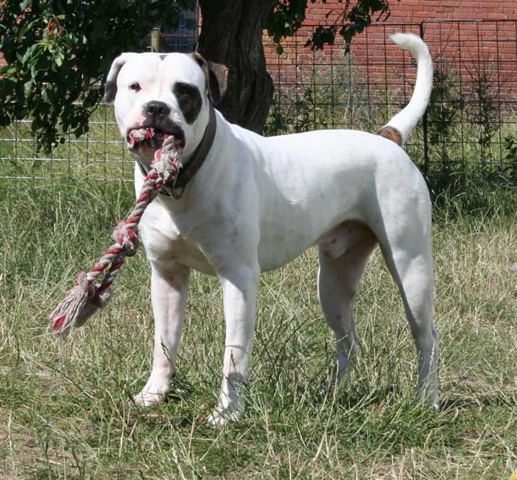 Amerikansk bulldog BAB´s Barny - sage du lege jeg er klar  billede 2