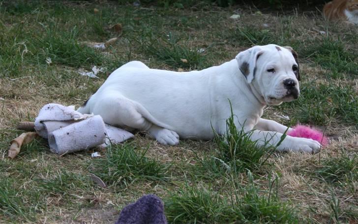 Amerikansk bulldog BAB´s Barny billede 3