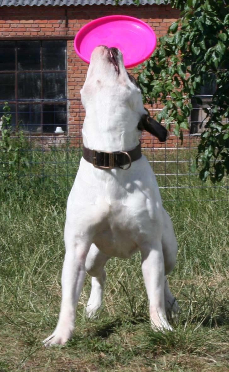 Amerikansk bulldog BAB´s Barny - wee græbet elsker og lege billede 4