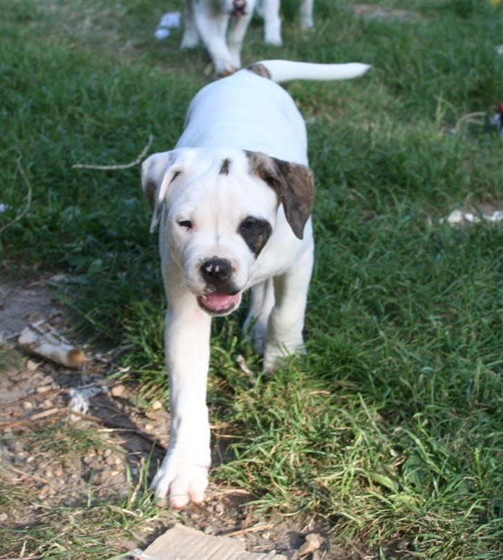 Amerikansk bulldog BAB´s Barny billede 5