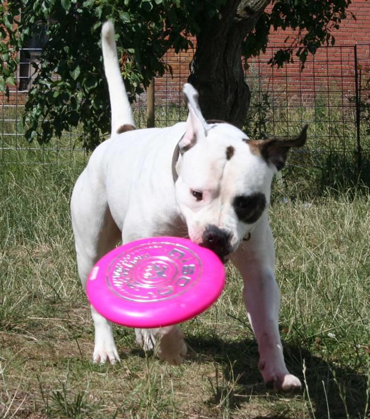 Amerikansk bulldog BAB´s Barny billede 6